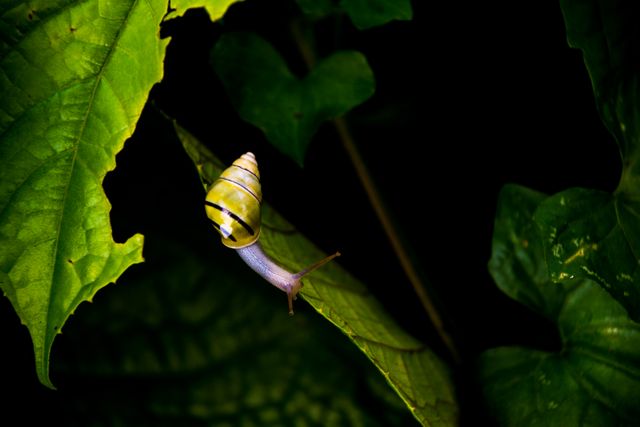 Perfect for nature and wildlife articles, biological studies, or macro photography collections. The contrast of the snail against the dark background highlights wildlife activity in natural environments.