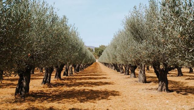 Sunlit olive grove alley with twisted trunks and symmetrical rows leading to horizon