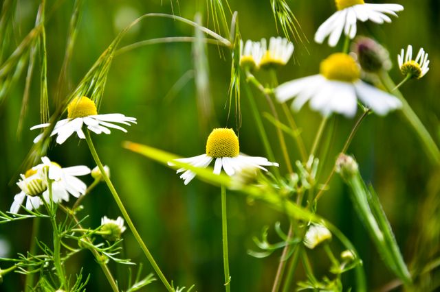 Beautiful close-up of blooming chamomile flowers in a lush green meadow. Ideal for use in nature-themed designs, advertisements, meditation visuals, wellness blogs, and springtime promotional materials. Enhances concepts related to natural beauty, calmness, and health benefits.