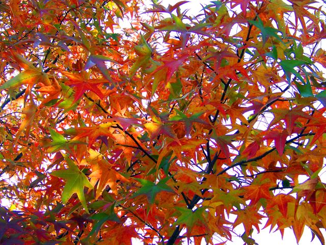 Colorful autumn leaves on tree branches, illuminated by sunlight. Ideal for use in seasonal promotions, fall-themed designs, nature displays, or educational materials about plants and seasonal transitions.