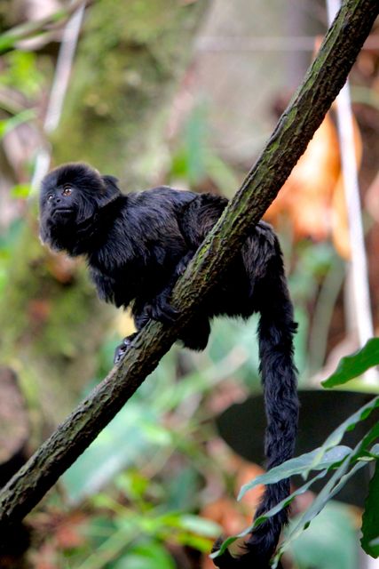 A black monkey is climbing a tree branch in a dense jungle environment, showcasing its natural habitat. Ideal for use in educational materials, wildlife conservation campaigns, and jungle-themed travel guides.
