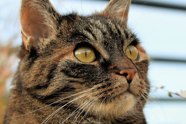This closeup portrays a serious-looking tabby cat with striking yellow eyes and detailed fur. The cat appears to be outdoors, bathed in natural light. This image can be used for pet-related content, animal behavior articles, nature blogs, or stock photos for websites promoting pet adoption and care.