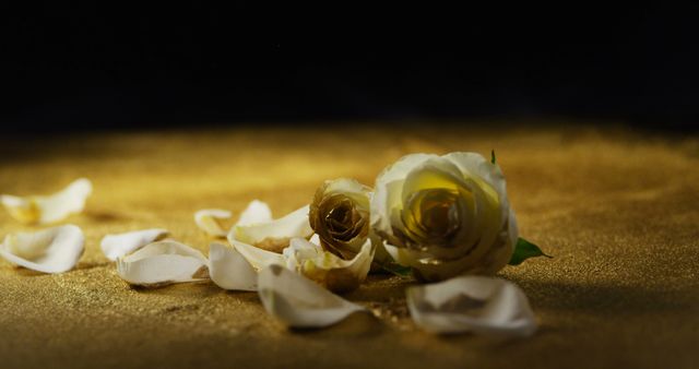 White roses with petals scattered around them lie on a golden surface, creating a sense of elegance and fragility. Often associated with purity and new beginnings, these flowers could symbolize a solemn or celebratory occasion.