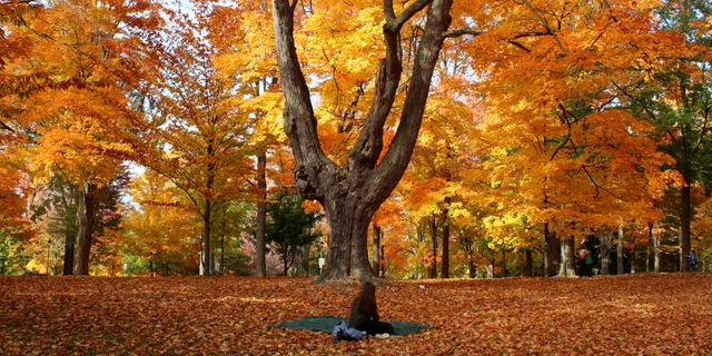 This depicts a person sitting beneath a large tree surrounded by beautiful autumn foliage. Ideal for representing peaceful outdoor relaxation, seasonal change, natural beauty, and fall activities. Perfect for use in nature-themed promotions, travel brochures, blogs, or stress-relief content.