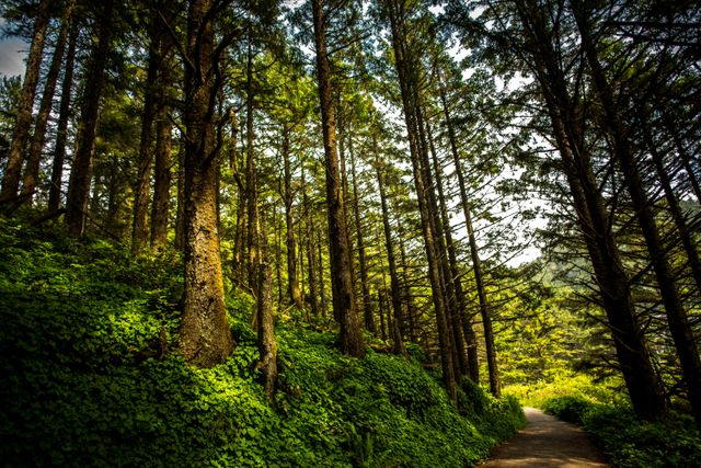 Sunlight filters through tall trees on a tranquil forest path surrounded by lush greenery. Ideal for promoting nature, hiking, outdoor adventures, and environmental awareness. Perfect for eco-tourism campaigns, travel brochures, and nature-inspired designs.