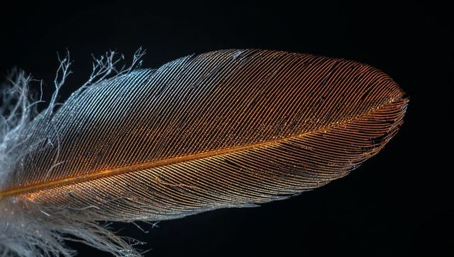 Macro iridescent bird feather shimmering with metallic luster and fine barbs on black backdrop