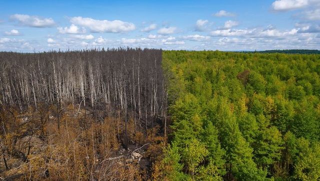 Wildfire boundary revealing charred trunks and lush green canopy, forest contrast