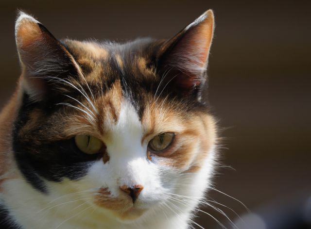 This close-up of a calico cat with an intense gaze is perfect for pet-related content, cat lover blogs, or advertisements for pet products. Its focused expression makes it suitable for articles discussing cat behavior or feline health.