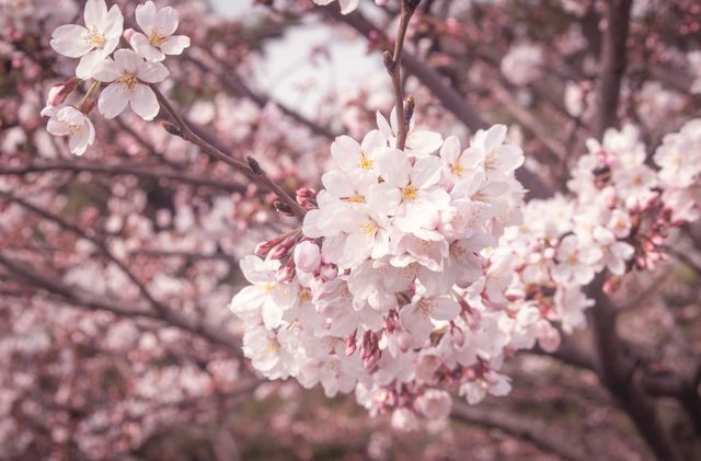 Close Up of Beautiful Cherry Blossom Flowers in Springtime - Download Free Stock Photos Pikwizard.com