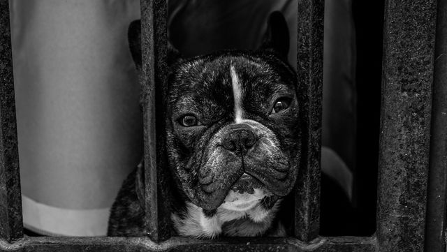 Cute black and white close-up of a sad bulldog behind bars, conveying emotion of captivity or confinement. Perfect for use in themes of animal shelter, empathy, or depicting the emotions of pets. Ideal for blogs, articles, or promotional material focused on animal welfare, pet care, or emotional storytelling.