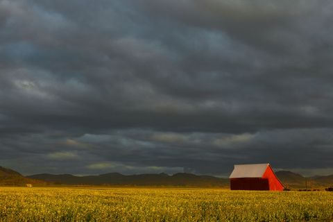 Red Barn under Dramatic Cloudy Sky in Flowering Field