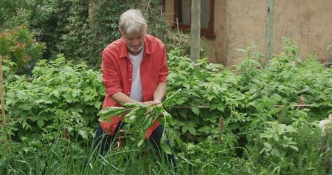 Senior Man Harvesting in Garden for Active Retirement Lifestyle