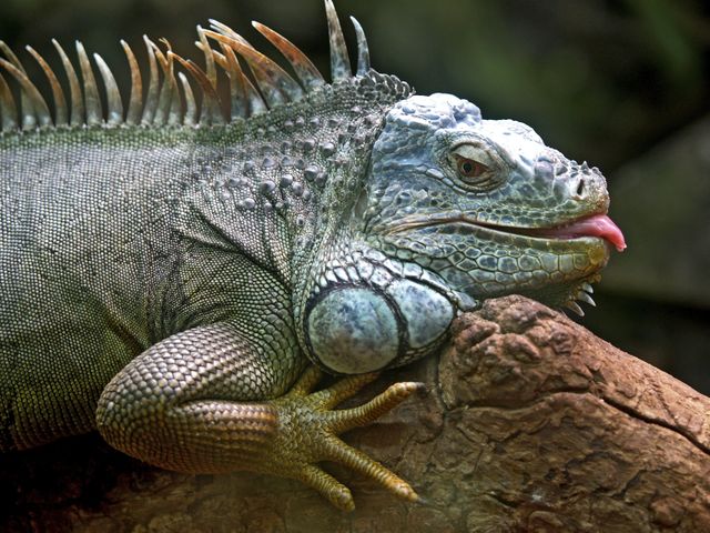 This photo depicts an iguana resting on a tree branch with its tongue slightly sticking out. The detailed closeup of its scales, spines, and vibrant colors capture the unique features of this reptile. Can be used for educational illustrations on wildlife, reptile habitats, magazines, animal blogs or conservation campaign materials.