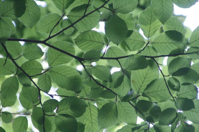 Green Leaf Tree - Download Free Stock Photos Pikwizard.com