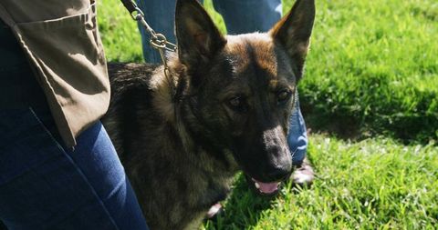 Alert german shepherd and owner in scenic park environment