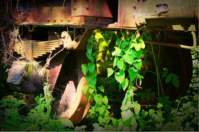 Image features rusty, abandoned train wheels overtaken by green vegetation and vines in a lusciously overgrown area. Useful for themes of nature reclaiming man-made objects, the passage of time, urban decay, and industrial subjects. Perfect for use in environmental campaigns, historical articles, industrial decline concepts, and artistic projects focusing on the beauty of decay.