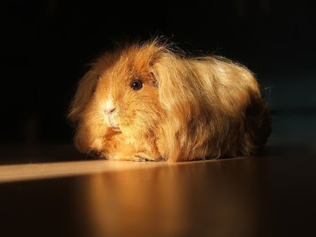 Long-haired guinea pig with fluffy brown fur is sitting in ambient lighting, creating a soft and cozy atmosphere. Useful for pet care articles, blogs about small animals, posters for pet shops, and educational content on guinea pigs.
