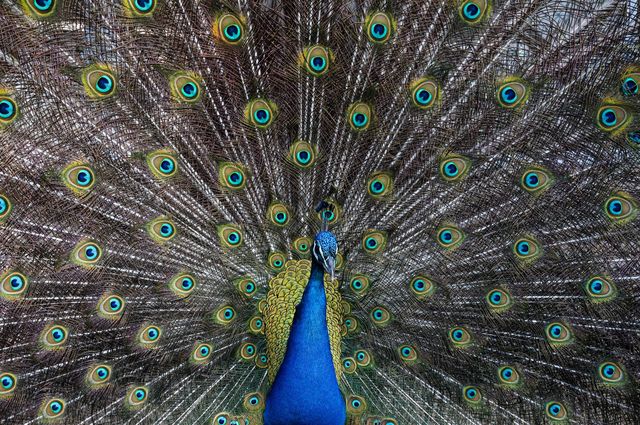 Majestic peacock showcasing its vibrant, fanned feathers can illustrate nature's beauty and diversity. Perfect for articles or presentations on wildlife, nature beauty, biodiversity, or graphical elements in design projects focused on themes of grace, exoticism, and splendor.
