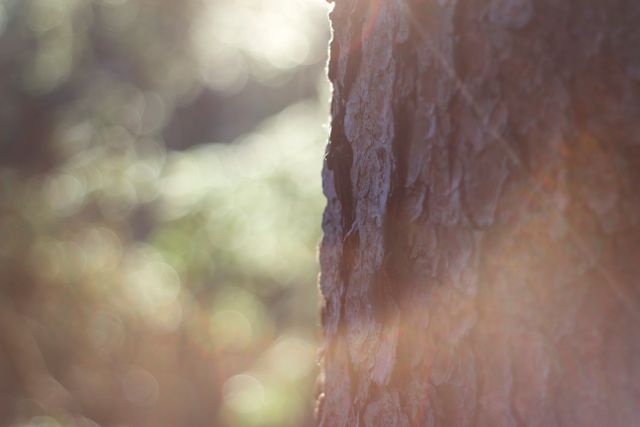 Sunlight Filtering Through Tree Bark in Forest - Download Free Stock Images Pikwizard.com
