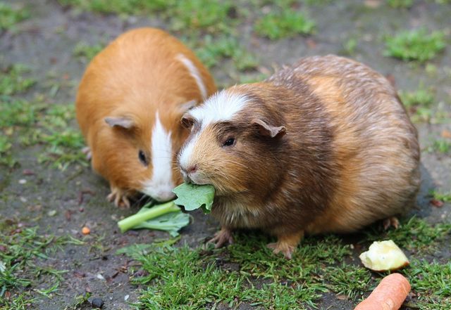 Two guinea pigs enjoy a meal of fresh vegetables on grassy ground. Perfect for use in pet care advertisements, nature and outdoor education materials, or articles related to small pet ownership.