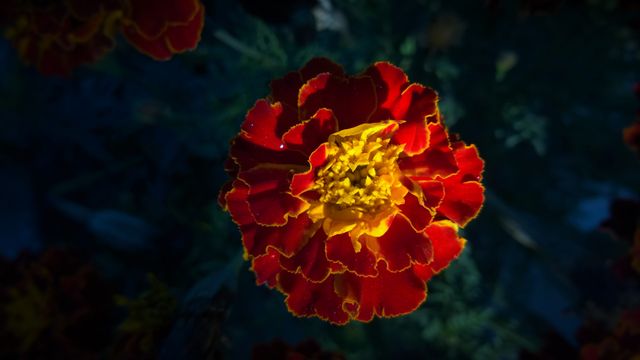 Vibrant Marigold Flower Blooming in Dark Surroundings - Download Free Stock Photos Pikwizard.com