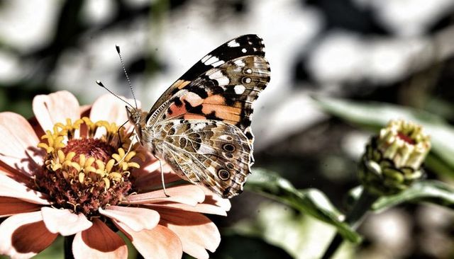 Perching painted lady butterfly sipping nectar on peach-pink zinnia flower macro closeup