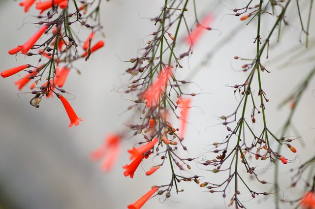 This close-up image of red flowers on thin branches with green stems offers vibrant colors and intricate details. Ideal for use in gardening websites, botanical studies, and promotion of natural beauty. Also suitable for decorative purposes such as wallpapers or themed prints.