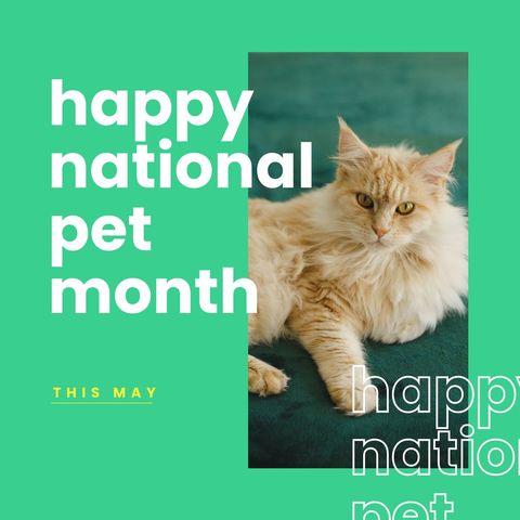 Celebrating National Pet Month with Regal Cat - Download Free Stock Templates Pikwizard.com