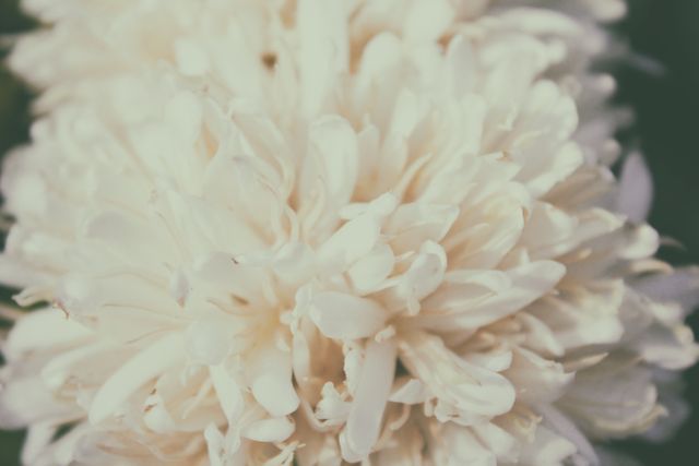 Close-up of Creamy White Chrysanthemum Flower with Soft Focus - Download Free Stock Photos Pikwizard.com