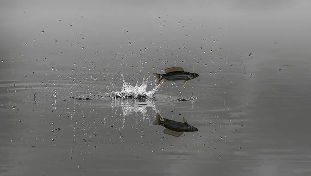 Leaping fish creating splash and mirror reflection on calm pond water, droplets frozen