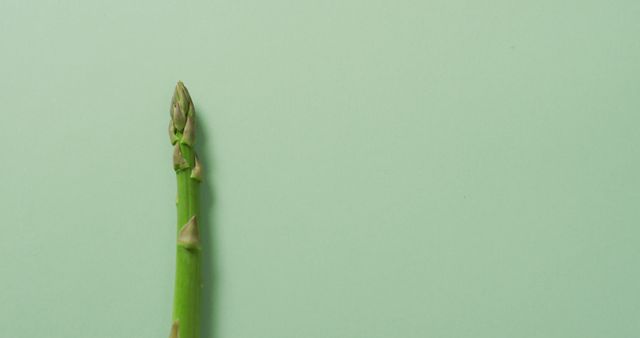 SingleFresh Asparagus Have Green Isolated Minimal Background - Download Free Stock Images Pikwizard.com