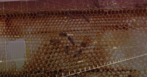 Futuristic Honeycomb Data Visualization with Biometric Insights