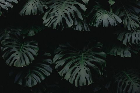 Lush monstera leaves in low-light ambience