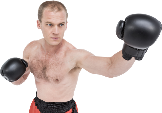 Determined Boxer in Gloves Performing Strong Boxing Stance - Transparent - Download Free Stock Videos Pikwizard.com