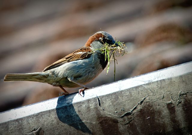 Close-up of Sparrow Perching on Wood - Download Free Stock Photos Pikwizard.com