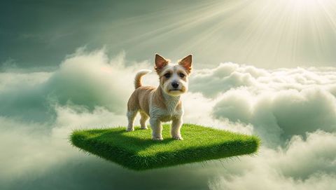 Floating Terrier Adventuring on Grass Platform Among Clouds