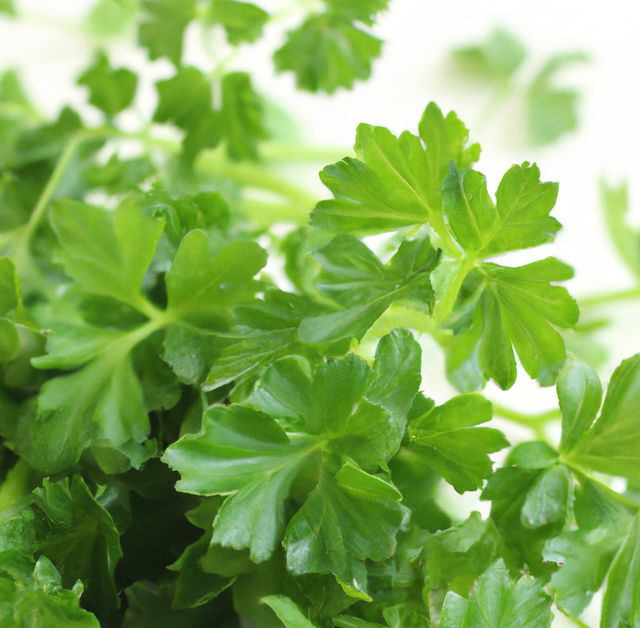 Close up of sprig of green fresh parsley on white background - Download Free Stock Photos Pikwizard.com