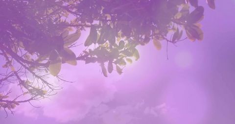 Sunlight filtering through backlit oval leaves with violet bokeh and dreamy flare