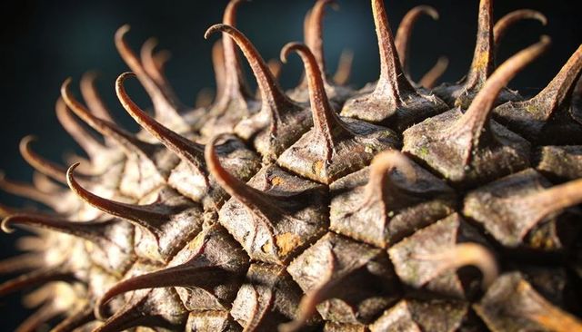 Revealing dried seed pod with curved horn-like spines and overlapping woody scales, macro