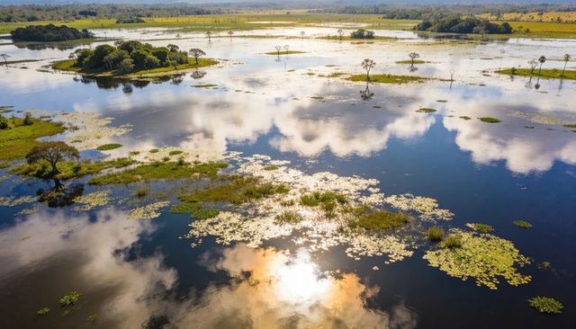 Aerial wetland reflecting clouds with lily pads and solitary trees, sunlit marsh panorama