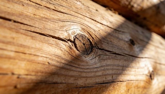 Sunlit weathered wood close-up showing prominent knotted grain and cracked core texture