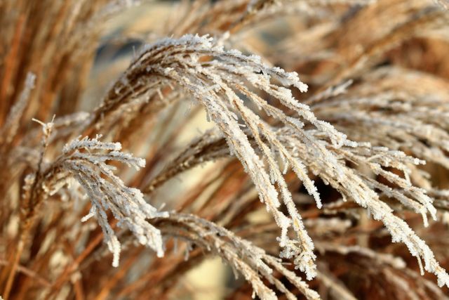 Close-up views of frost-covered grass blades showcasing delicate natural details of winter beauty. Perfect for seasonal calendars, nature presentations, outdoor adventure promotions, environmental articles, and holiday greeting cards.