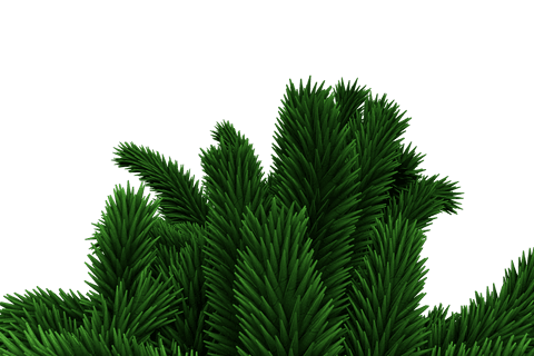 evergreen fir tree branches on transparent background - Download Free Stock Videos Pikwizard.com