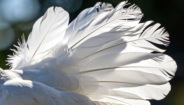 Backlit white feathers fanning with translucent rachises, fine barbs, soft bokeh