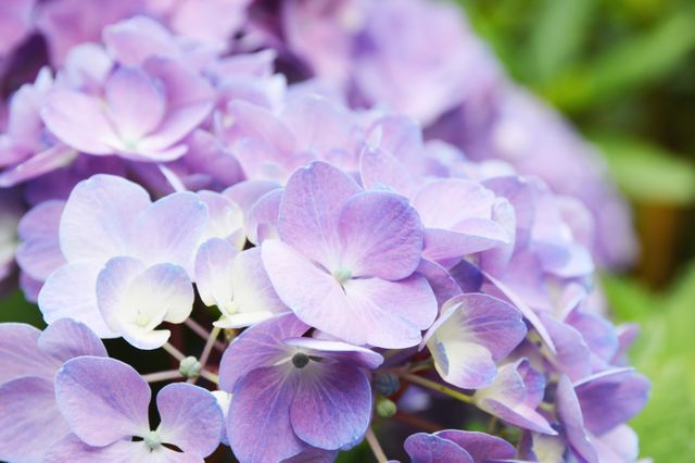 Purple hydrangea flowers are showcasing their vibrant hues in full bloom. Ideal for gardening enthusiasts, nature lovers, or floral background design. Perfect for decorating blogs, creating horticulture guides, or building aesthetic visuals in home decor.