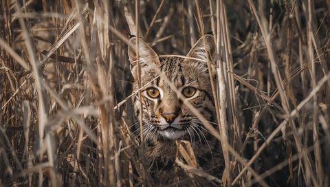 Lynx-like Wildcat Peering Through Dry Reeds with Amber Eyes, Stealth Hunting Close-Up