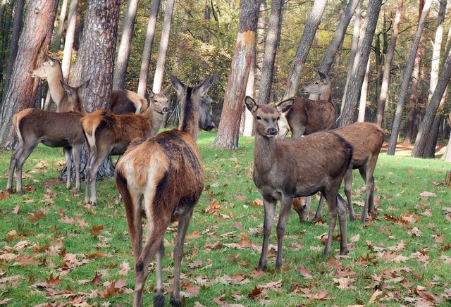 Autumn deer flock group - Download Free Stock Photos Pikwizard.com