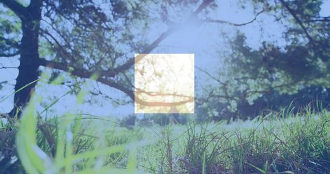 American Flag Design Over Sunny Nature Background - Download Free Stock Images Pikwizard.com