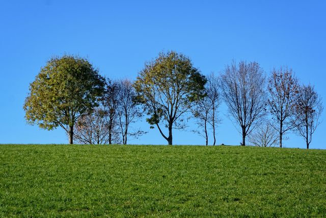Row of deciduous trees on grassy field under clear blue sky, perfect for depicting natural beauty, outdoor activities, environmental themes, farming, or creating a sense of calmness in spaces with nature-related visuals.