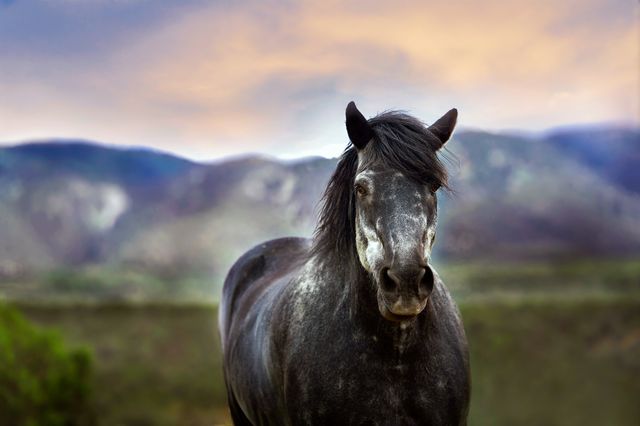 Majestic Black Horse in Serene Mountain Landscape - Download Free Stock Photos Pikwizard.com
